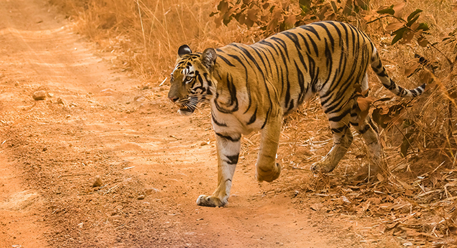 tadoba resorts