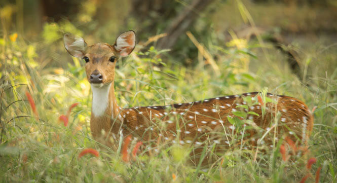 luxury resorts in tadoba