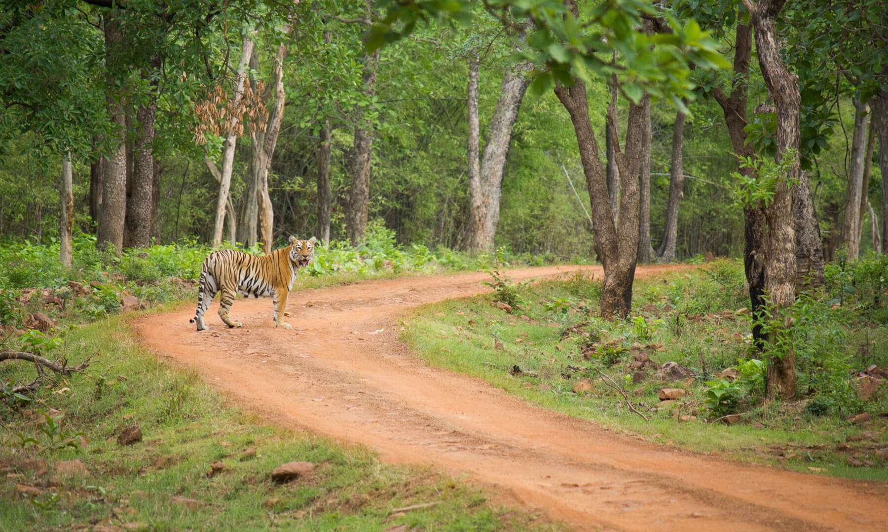 jungle safari booking tadoba