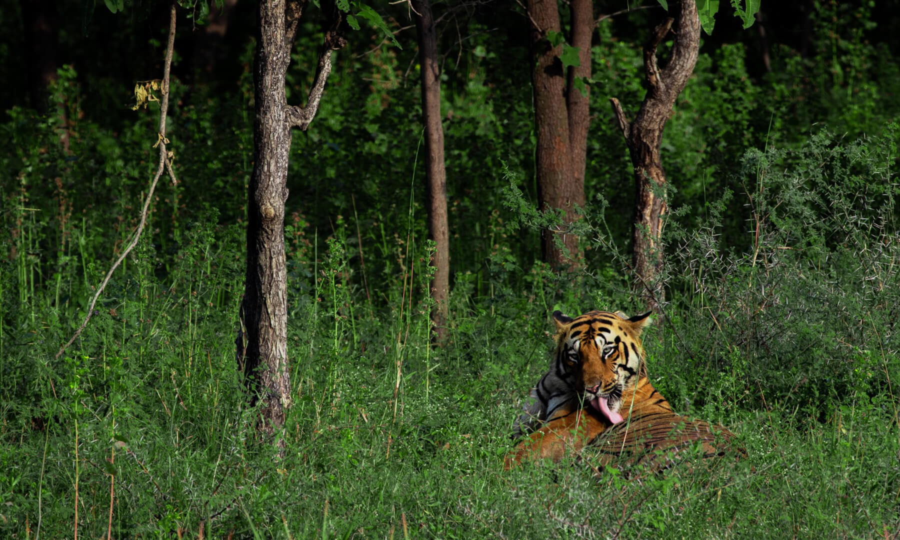 top 5 resorts in tadoba national park